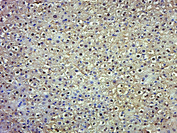 Phospho-MCM2 (Ser27) Rabbit Polyclonal Antibody