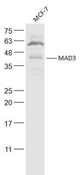 MAD3 Rabbit Polyclonal Antibody
