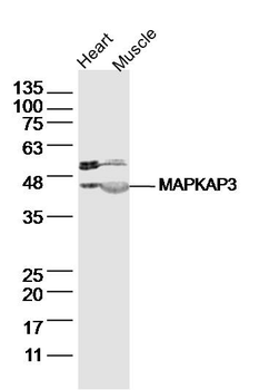 MAPKAP3 Rabbit Polyclonal Antibody