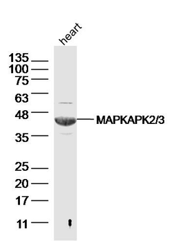 MAPKAPK2/3 Rabbit Polyclonal Antibody
