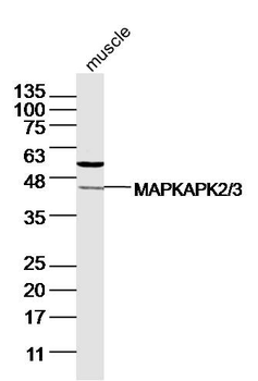 MAPKAPK2/3 Rabbit Polyclonal Antibody