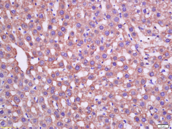 MAT1A Rabbit Polyclonal Antibody