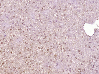 MED28 Rabbit Polyclonal Antibody