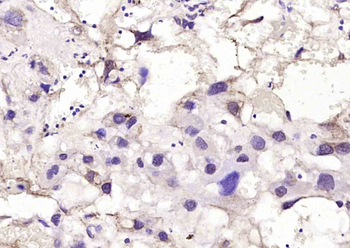 Phospho-MEK7 (Thr275) Rabbit Polyclonal Antibody