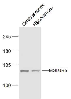 MGLUR5 Rabbit Polyclonal Antibody