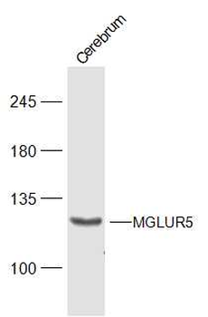 MGLUR5 Rabbit Polyclonal Antibody