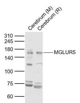 MGLUR5 Rabbit Polyclonal Antibody