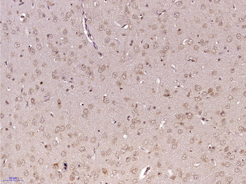 Methionine Sulfoxide Reductase A Rabbit Polyclonal Antibody