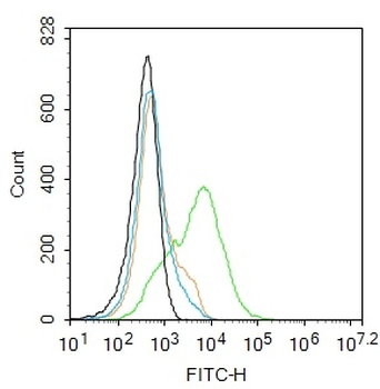 Nephrin Rabbit Polyclonal Antibody