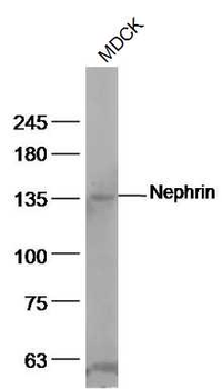 Nephrin Rabbit Polyclonal Antibody