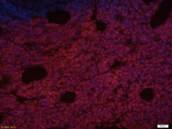 Nanog Rabbit Polyclonal Antibody