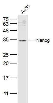 Nanog Rabbit Polyclonal Antibody