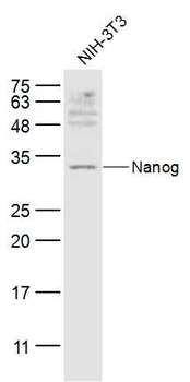 Nanog Rabbit Polyclonal Antibody