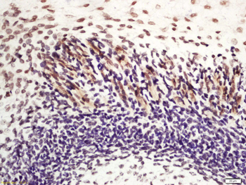 Nanog Rabbit Polyclonal Antibody