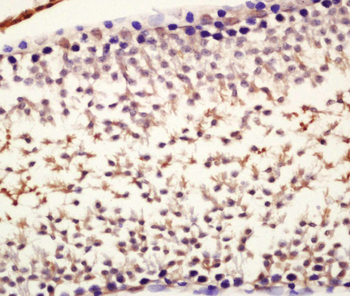 Nanog Rabbit Polyclonal Antibody