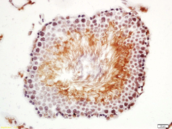 Nanog Rabbit Polyclonal Antibody