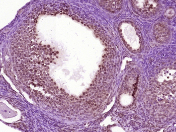 Nanog Rabbit Polyclonal Antibody