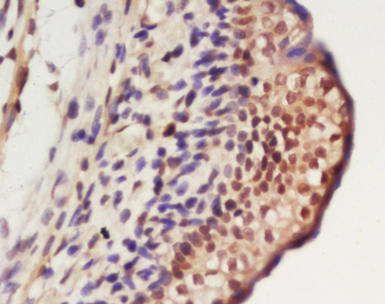 Nanog Rabbit Polyclonal Antibody