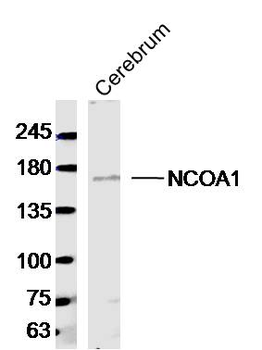 NCOA1/KAT13A Rabbit Polyclonal Antibody