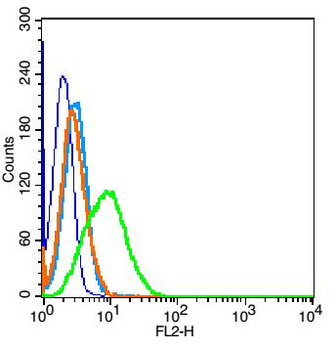 Phospho-NFKB p65 (Ser281) Rabbit Polyclonal Antibody