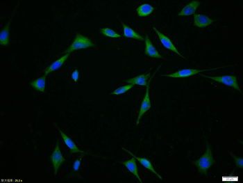 NF-H Rabbit Polyclonal Antibody