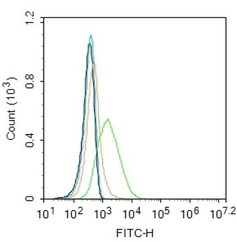 Occludin Rabbit Polyclonal Antibody