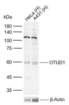 OTUD1 Rabbit Polyclonal Antibody
