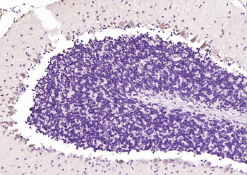 OXR1 Rabbit Polyclonal Antibody