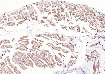 OXR1 Rabbit Polyclonal Antibody