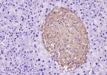 OXR1 Rabbit Polyclonal Antibody