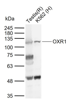 OXR1 Rabbit Polyclonal Antibody