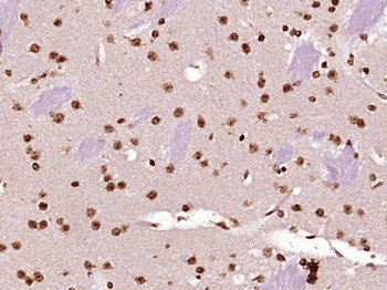 ORC3 Rabbit Polyclonal Antibody