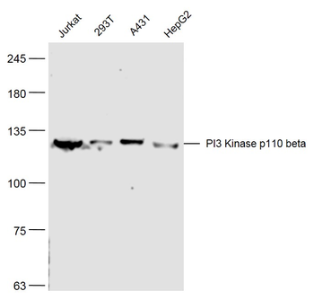 PI3 Kinase p110 beta Rabbit Polyclonal Antibody