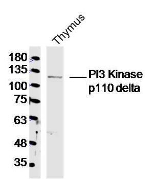 PI3 Kinase p110 delta Rabbit Polyclonal Antibody