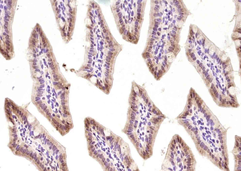 PER-3 Rabbit Polyclonal Antibody