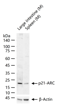 P21-ARC Rabbit Polyclonal Antibody