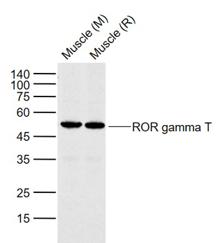 ROR gamma T Rabbit Polyclonal Antibody