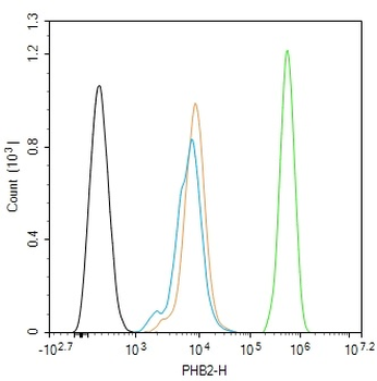 PHB2 Rabbit Polyclonal Antibody