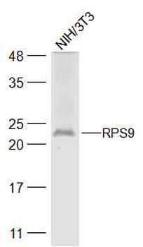 RPS9 Rabbit Polyclonal Antibody