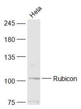 Rubicon Rabbit Polyclonal Antibody