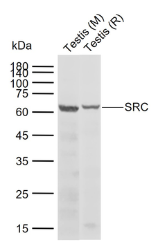 SRC Rabbit Polyclonal Antibody