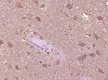 Phospho-IRF3 (Ser386) Rabbit Polyclonal Antibody