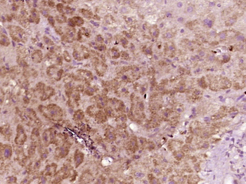 Phospho-IRF3 (Ser386) Rabbit Polyclonal Antibody