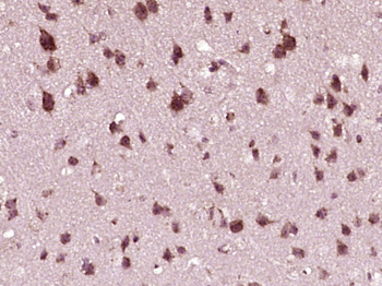 Phospho-IRF3 (Ser386) Rabbit Polyclonal Antibody