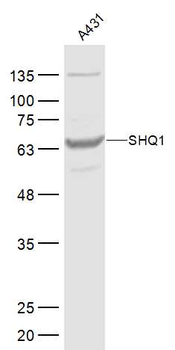 SHQ1 Rabbit Polyclonal Antibody
