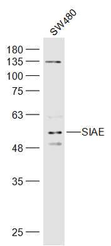 SIAE Rabbit Polyclonal Antibody