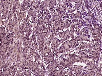 Sialidase 3 Rabbit Polyclonal Antibody