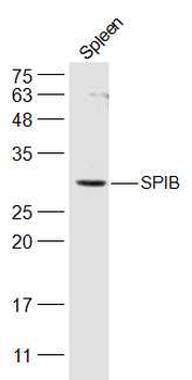 SPIB Rabbit Polyclonal Antibody