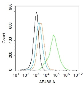 SOX9 Rabbit Polyclonal Antibody