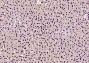 SOX9 Rabbit Polyclonal Antibody